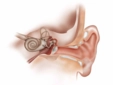 Kulağa Tüp Takılması