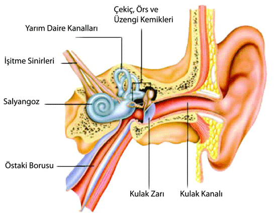 Kulan Grevleri