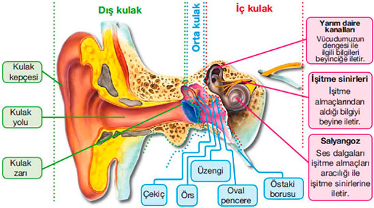 Kulak Nedir